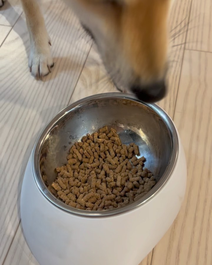 口コミ投稿：「無添加ドッグフード安心」2歳女の子の柴犬を飼っています。普段はペットショップの…