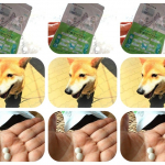 mok232y「いぬだペプチド（ペットサプリ）」我が家のワンコの必需品♪#いぬだペプチド #ペットサプリ #犬の健康 #犬のいる暮らし #いぬすたぐらむ #猫の健康 #猫のいる暮らし #ねこ&hellip;のInstagram画像