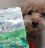 トイプードルのすいくん、15歳になりました(^ー^)まだまだ元気でいて欲しいからサプリメントをお試し(*^^*)ただここのところ頑固で、食べていたものも食べなくなるので【いぬだペプチド】も最近口にしな&hellip;のInstagram画像