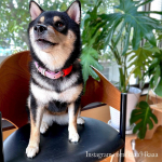 2023/09/16.我が家の愛おしい柴娘、あんちゃん.実は過去にあんちゃんがお家から飛び出してしまった事があります。.運良く名前を呼んだら戻ってきたもののもしも、、を考えたらゾッ&hellip;のInstagram画像