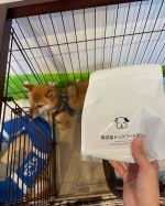 こちらのドッグフードを試させていただきました！美味しそうにガツガツ食べてくれました♫無添加だから安心！健康で長生きして欲しいです🥰#ドッグフード無添加安心本舗 #無添加ドッグフード安心 #m&hellip;のInstagram画像