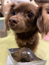 口コミ：爆食いのドッグフードの画像（3枚目）