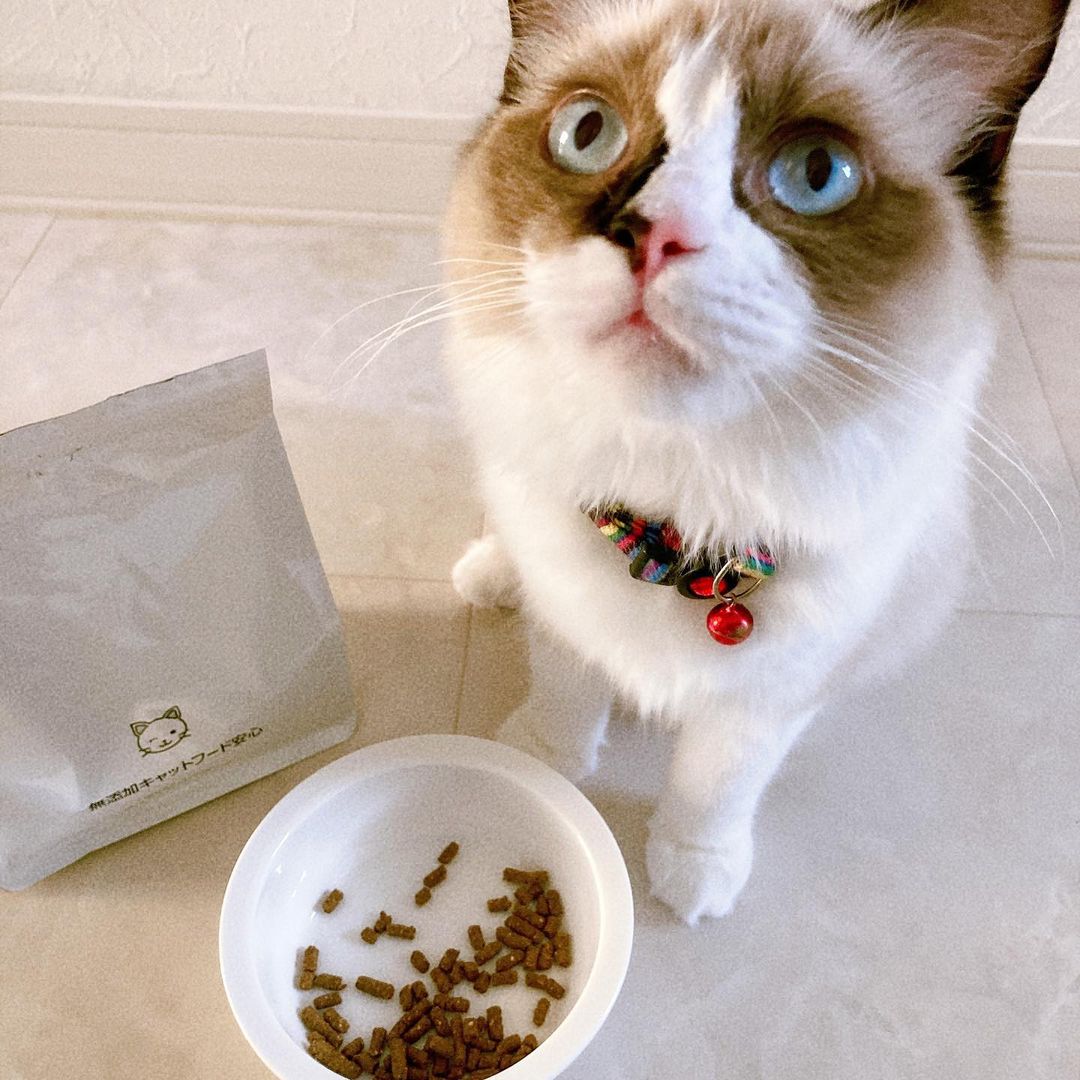 口コミ投稿：⁡こんばんは✨️キャットフードをお試しさせて頂きました🐈🐾⁡⁡『無添加キャットフード安…