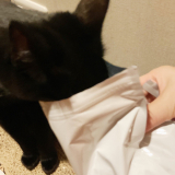 口コミ：無添加キャットフード安心（猫用）☆の画像（7枚目）