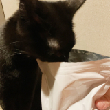 口コミ：無添加キャットフード安心（猫用）☆の画像（8枚目）