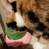 口コミ：無添加キャットフード安心（猫用）☆の画像（3枚目）