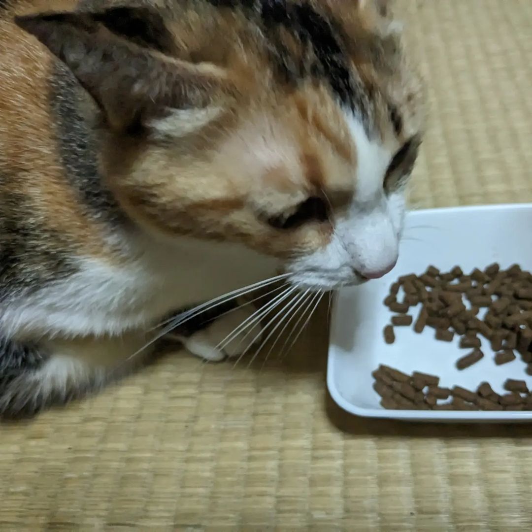 口コミ投稿：⁡以前にドッグフードをあげたことがある「無添加安心本舗」の「無添加キャットフード…