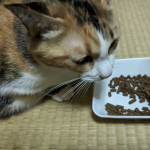 ⁡以前にドッグフードをあげたことがある「無添加安心本舗」の「無添加キャットフード安心」をうちの猫たちにあげてみました🐱⁡⁡⁡⁡⁡⁡⁡⁡人も食べられる安全な食材しか使われておらず、原材料表示も&hellip;のInstagram画像