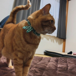 ⁡#PR&nbsp;#株式会社ニッセン&nbsp;⁡ニッセン『ペットと一緒に心地よく暮らす！ふっくら清潔機能付きはっ水フランネルキルトラグ』をモニターしました！⁡⁡はっ水、防ダニ・抗菌防臭・消臭機能があるので、ペッ&hellip;のInstagram画像