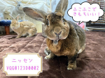 ♡ニッセン様（u0040nissen_interior）から商品提供いただきたした💖【ペットと一緒に心地よく暮らす！ふっくら清潔機能付きはっ水フランネルキルトラグ】うちには、12歳と10歳のう&hellip;のInstagram画像