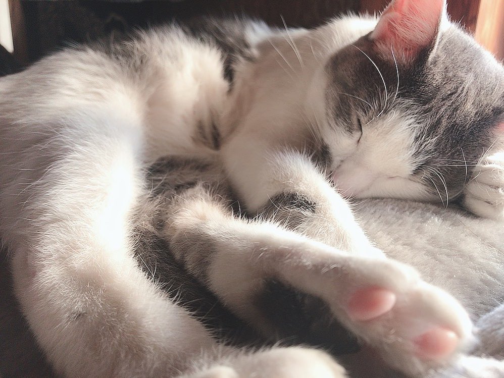 口コミ投稿：#PR #ドッグフード無添加安心本舗 #無添加キャットフード安心 #無添加安心本舗 #moni…