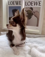 MRE フードプラスで毎日健康サポート🐶✨無添加商品で安心➕安全😮&zwj;💨毛艶☆健康☆食欲安定して悩みゼロ🤗留守番や環境変化で体調崩す事なくなったから愛犬にもサプリメント愛用中🤭💕イタズラ大&hellip;のInstagram画像