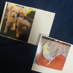 #PR #コスモメディアサービス #みんなのシール #ステッカー #オリジナルシール #オリジナルステッカー #シール #手作りシール #年賀状 #monipla #cms_fanみんなのシールさ&hellip;のInstagram画像