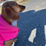 先日、りんりんちゃんママの紹介で、クー子も@greenhouse_ebisu ディグルのモニターをさせていただける事になりました❗️届いたディグルをiPhoneと繋ぐ設定して、早速お散歩。体重が&hellip;のInstagram画像