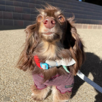 @greenhouse_ebisu さんの紛失防止smart tag🏷️"D!GL"ディグルと🐶用のハーネスケースのモニターに当選しましたでしゅ🎯🥁@totto223 りんりんちゃんが応募しゅ&hellip;のInstagram画像