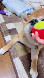 1回目はいつも滑るから遠慮がち😁2回目は滑にくいと気付いたか？？少しスピードアップ⤴️✨いつも、ゆっくりめに走っても滑るので、コーティング剤の効果に感動してます🥹🥹💕💕人の往来が多い時間帯に&hellip;のInstagram画像