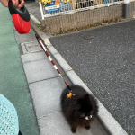 『ピカッと反射ラベル』お試ししました^ ^犬の散歩って天気のいい日ばかりじゃないし夜のこともあるから犬の体に付けるLEDでピカピカ光るグッズは買ったものの、小型犬だから周りの人の目線が下にいくとも&hellip;のInstagram画像