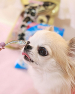 🐟@prebushi_marutomo 様から届いた煮干し＆鰹節💕今回は飼い主用なんだけどりにょん🌼ちゃんも匂いチェック❤︎良い香りだからヨダレが止まらないプリンセス👑+🏰=👸鰹節&hellip;のInstagram画像