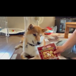 かつお節ジャーキー🐟モニターさせてもらいました✨✨実家も我が家も愛用しているマルトモさんのかつお節おやつ（ペット用）！🐕しょうくんがうちに来て、魚好きと初めてわかったマルトモさんから出てる&hellip;のInstagram画像