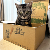 何でか気に食わない