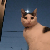 我が家の姫です。