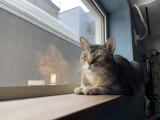 猫のまったり写真