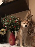 モコです