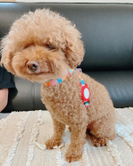 グリーンハウス様のディグルをお試しさせていただきました。我が家のルアナ🐩に付けられるようにペット用のの首輪とセット✨赤いシリコンケースがかわいいし、柔らかいので首輪につけても痛くないので違和&hellip;のInstagram画像