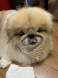 ペキニーズのペキです