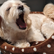 「我が家のアイドル！」【犬猫飼い主さま限定/画像投稿イベント】ねこちゃん・わんちゃんのかわいいお顔、みーせて♡販促物掲載のチャンス！の投稿画像