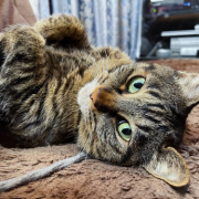 「愛猫」【犬猫飼い主さま限定/画像投稿イベント】ねこちゃん・わんちゃんのかわいいお顔、みーせて♡販促物掲載のチャンス！の投稿画像