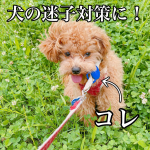 ＼愛犬の迷子対策に／探し物見つかる！紛失防止スマートタグ：DIGL（ディグル）首輪に取り付けられるオプションと合わせることで愛犬の居場所がわかるスマートタグです。普段首輪をしていないので、お散&hellip;のInstagram画像