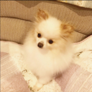 「我が家のお嬢様」【犬猫飼い主さま限定/画像投稿イベント】ねこちゃん・わんちゃんのかわいいお顔、みーせて♡販促物掲載のチャンス！の投稿画像