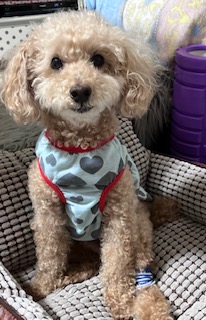 おじいちゃんですが