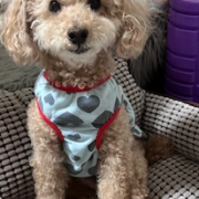 「おじいちゃんですが」【犬猫飼い主さま限定/画像投稿イベント】ねこちゃん・わんちゃんのかわいいお顔、みーせて♡販促物掲載のチャンス！の投稿画像