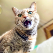 「かまってちゃん」【犬猫飼い主さま限定/画像投稿イベント】ねこちゃん・わんちゃんのかわいいお顔、みーせて♡販促物掲載のチャンス！の投稿画像