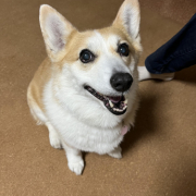 「わが家のアイドル」【犬猫飼い主さま限定/画像投稿イベント】ねこちゃん・わんちゃんのかわいいお顔、みーせて♡販促物掲載のチャンス！の投稿画像