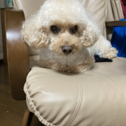 「可愛い愛しい愛犬」【犬猫飼い主さま限定/画像投稿イベント】ねこちゃん・わんちゃんのかわいいお顔、みーせて♡販促物掲載のチャンス！の投稿画像