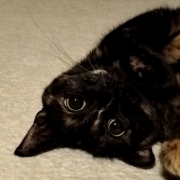 「あそぼー♪」【犬猫飼い主さま限定/画像投稿イベント】ねこちゃん・わんちゃんのかわいいお顔、みーせて♡販促物掲載のチャンス！の投稿画像