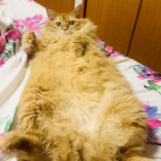 「初めまして」【犬猫飼い主さま限定/画像投稿イベント】ねこちゃん・わんちゃんのかわいいお顔、みーせて♡販促物掲載のチャンス！の投稿画像