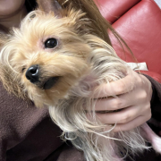 「保護犬」【犬猫飼い主さま限定/画像投稿イベント】ねこちゃん・わんちゃんのかわいいお顔、みーせて♡販促物掲載のチャンス！の投稿画像