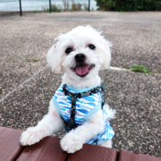 「誕生日」【犬猫飼い主さま限定/画像投稿イベント】ねこちゃん・わんちゃんのかわいいお顔、みーせて♡販促物掲載のチャンス！の投稿画像