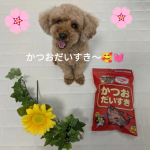 マルトモ株式会社様『かつおだいすき』はとっても美味しい😆✨（前編）🍀&nbsp;袋を開けたとたん。クンクンと食べたそうな表情☺️✨我慢ができないのか、袋を開封したと同時にパクパクパクパク😋美味しいおやつは&hellip;のInstagram画像