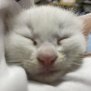 「愛しの寝顔」【犬猫飼い主さま限定/画像投稿イベント】ねこちゃん・わんちゃんのかわいい寝顔、みーせて♡販促物掲載のチャンス！の投稿画像