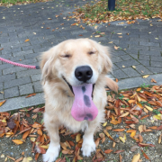 「犬」【犬猫飼い主さま限定/画像投稿イベント】ねこちゃん・わんちゃんのかわいい寝顔、みーせて♡販促物掲載のチャンス！の投稿画像