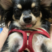 「我が家のアイドル」【犬猫飼い主さま限定/画像投稿イベント】ねこちゃん・わんちゃんのかわいい寝顔、みーせて♡販促物掲載のチャンス！の投稿画像