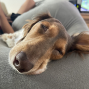 「寝顔が、、。」【犬猫飼い主さま限定/画像投稿イベント】ねこちゃん・わんちゃんのかわいい寝顔、みーせて♡販促物掲載のチャンス！の投稿画像