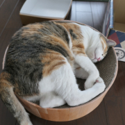 「疲れた〜」【犬猫飼い主さま限定/画像投稿イベント】ねこちゃん・わんちゃんのかわいい寝顔、みーせて♡販促物掲載のチャンス！の投稿画像