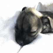 「お迎えした日と数ヶ月後」【犬猫飼い主さま限定/画像投稿イベント】ねこちゃん・わんちゃんのかわいい寝顔、みーせて♡販促物掲載のチャンス！の投稿画像