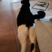 「だらだらしちゃうなぁ」【犬猫飼い主さま限定/画像投稿イベント】ねこちゃん・わんちゃんのかわいい寝顔、みーせて♡販促物掲載のチャンス！の投稿画像